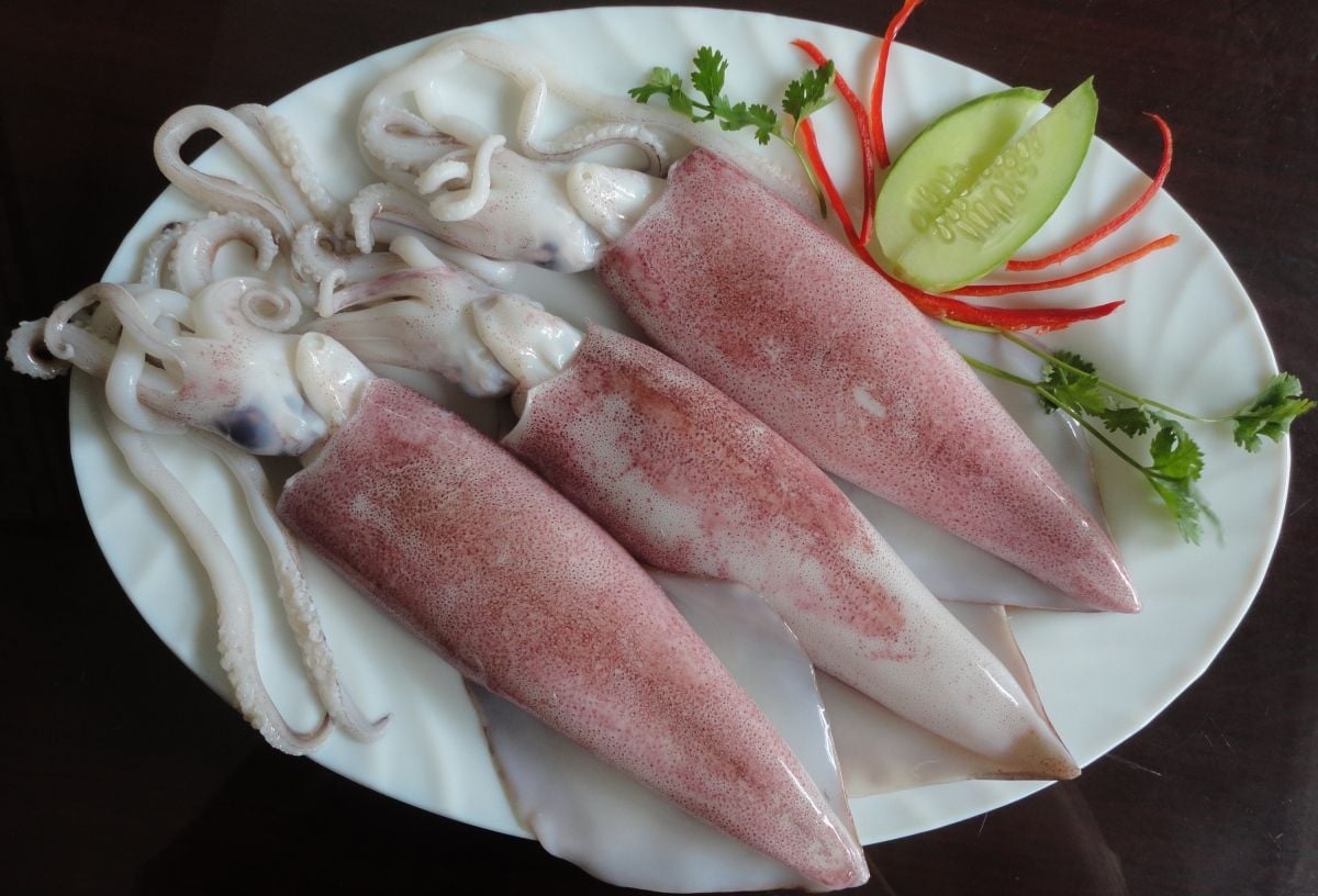 Squid & Cuttlefish
